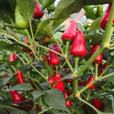 新鲜辣椒草莓椒有货大量供应保质保量可视频看货对接全国客商