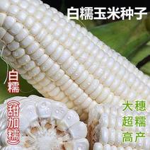 正品白甜糯玉米种子新鲜春秋种植非转基因杂交大田粘苞白玉米