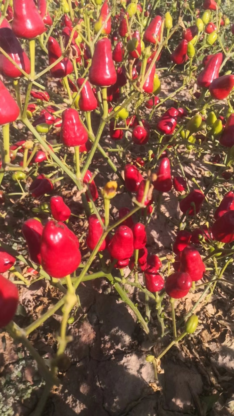 新鲜辣椒草莓椒有货大量供应保质保量可视频看货对接全国客商