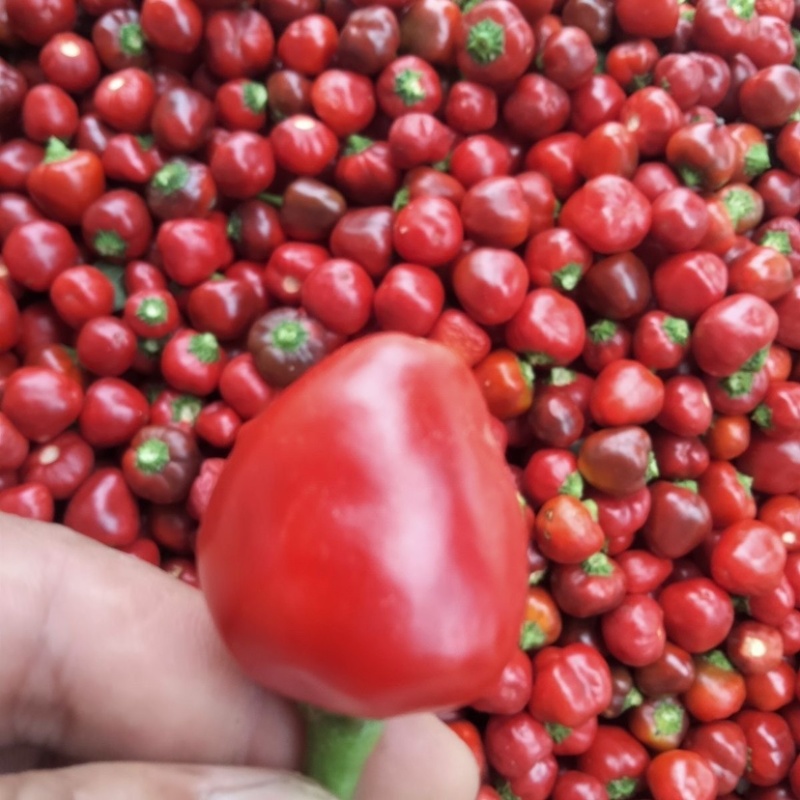 新鲜辣椒草莓椒有货大量供应保质保量可视频看货对接全国客商