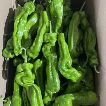 山东泡椒、薄皮椒