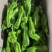 山东泡椒、薄皮椒