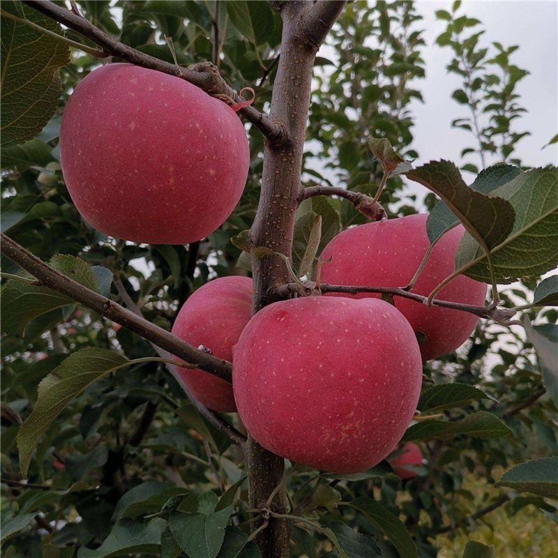 【苹果】辽宁寒富苹果大量供应颜色好个头匀全国发货