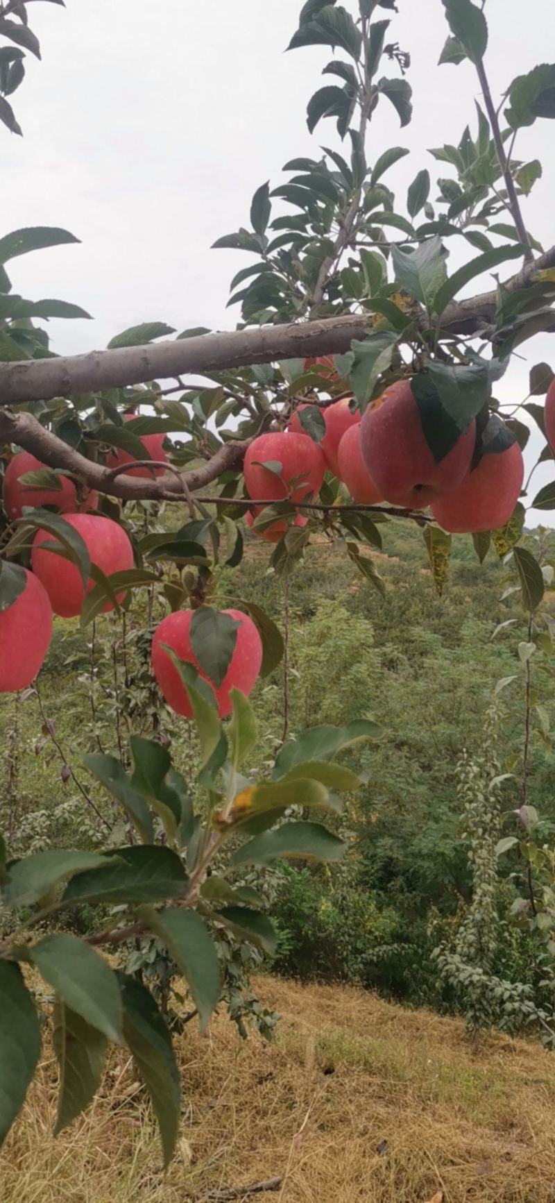 中秋王苹果为中秋节贺彩