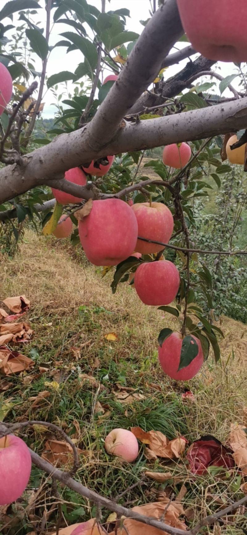 中秋王苹果为中秋节贺彩