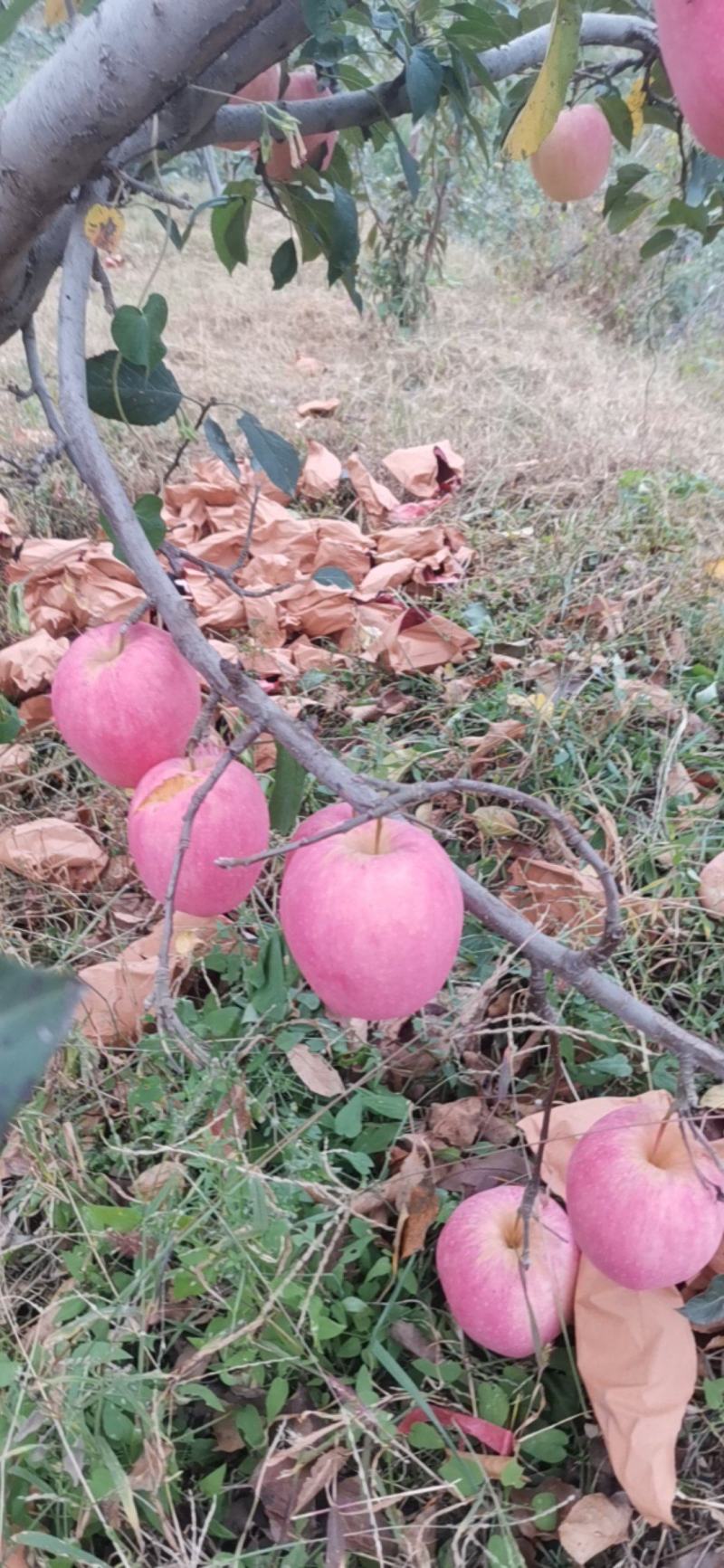 中秋王苹果为中秋节贺彩