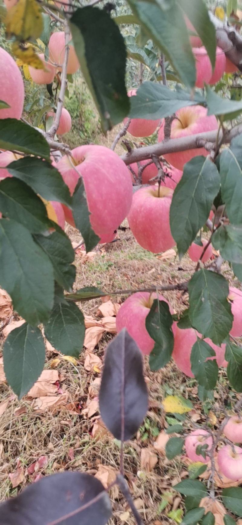 中秋王苹果为中秋节贺彩