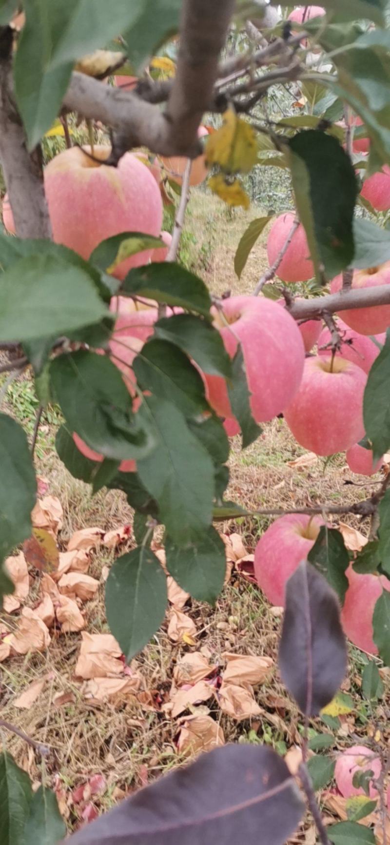 中秋王苹果为中秋节贺彩