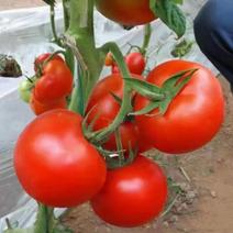 上海903大红番茄种子抗病产高生长旺盛