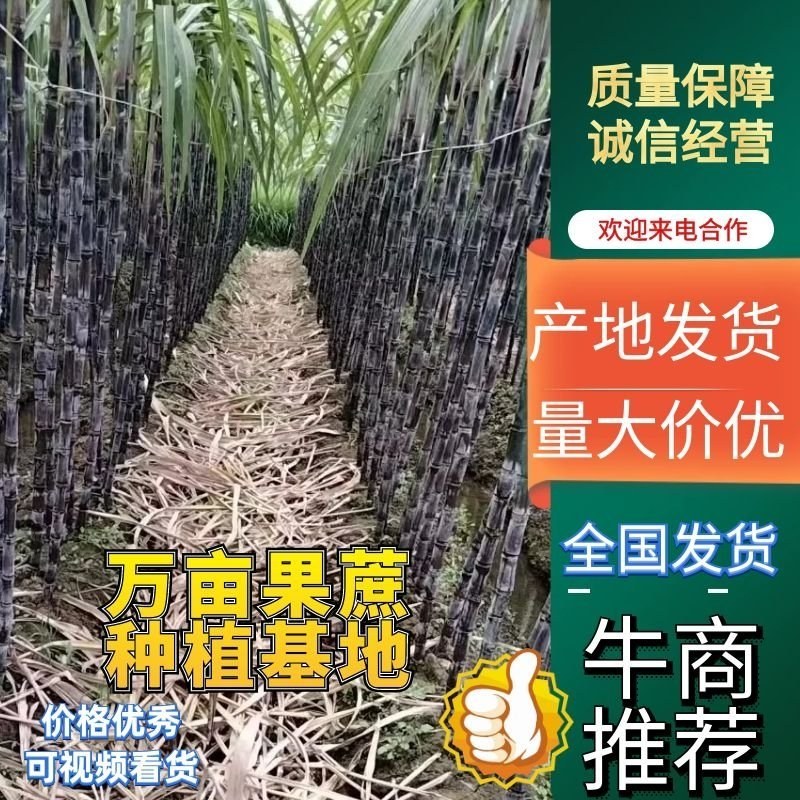 【推荐】广西桂林黑皮甘蔗基地供应甘蔗黄皮甘蔗