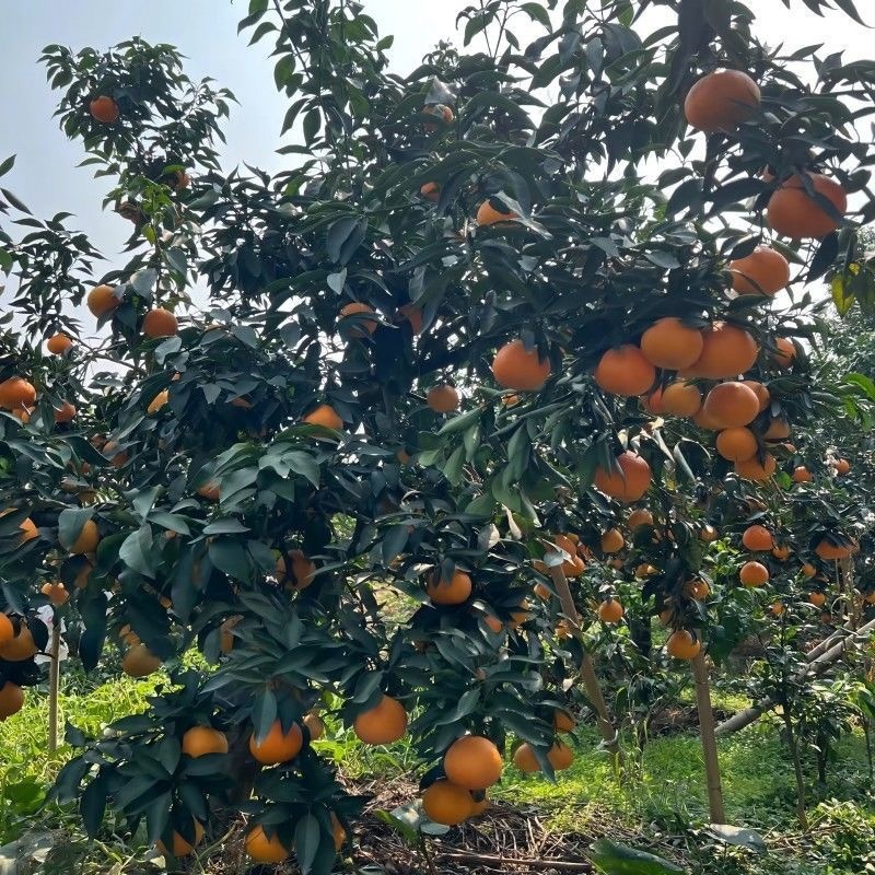 四川爱媛38号果冻橙精品果，电商果产地直供。