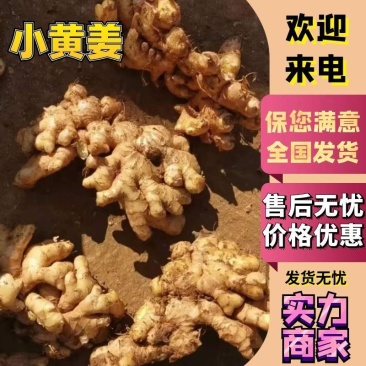 生姜精品小黄姜山东鲜姜产地批发价格美丽需要联系