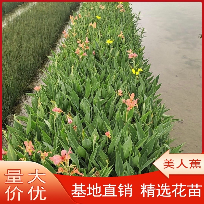 美人蕉水生植物