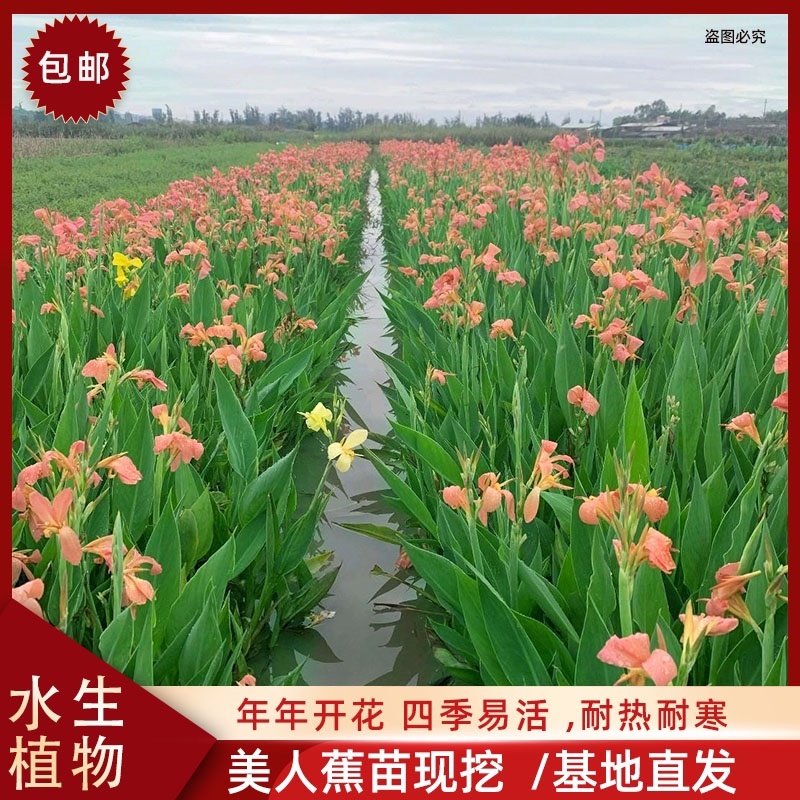 美人蕉水生植物