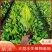 美人蕉水生植物