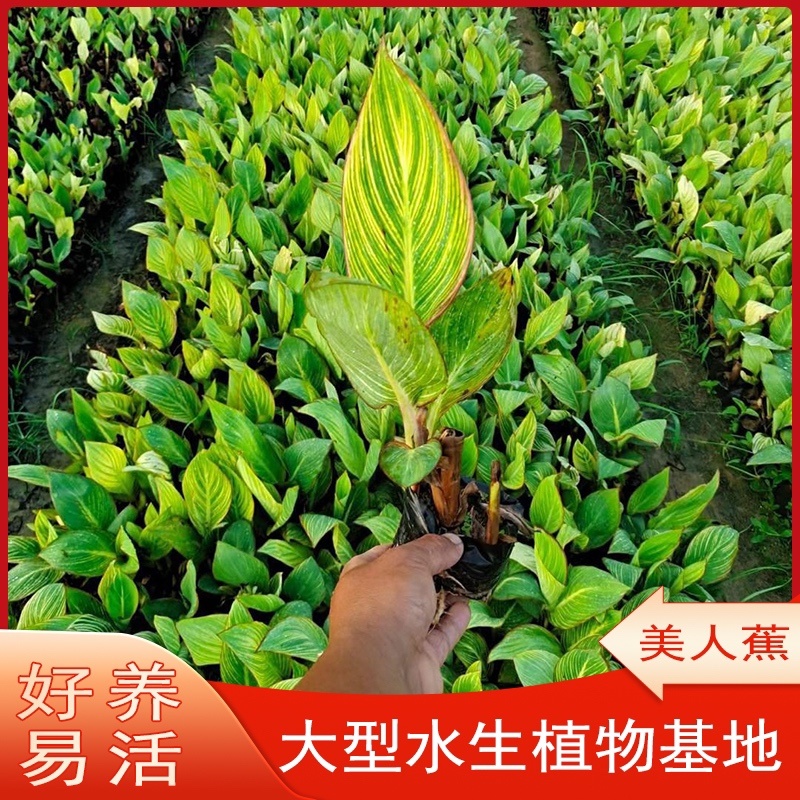 美人蕉水生植物
