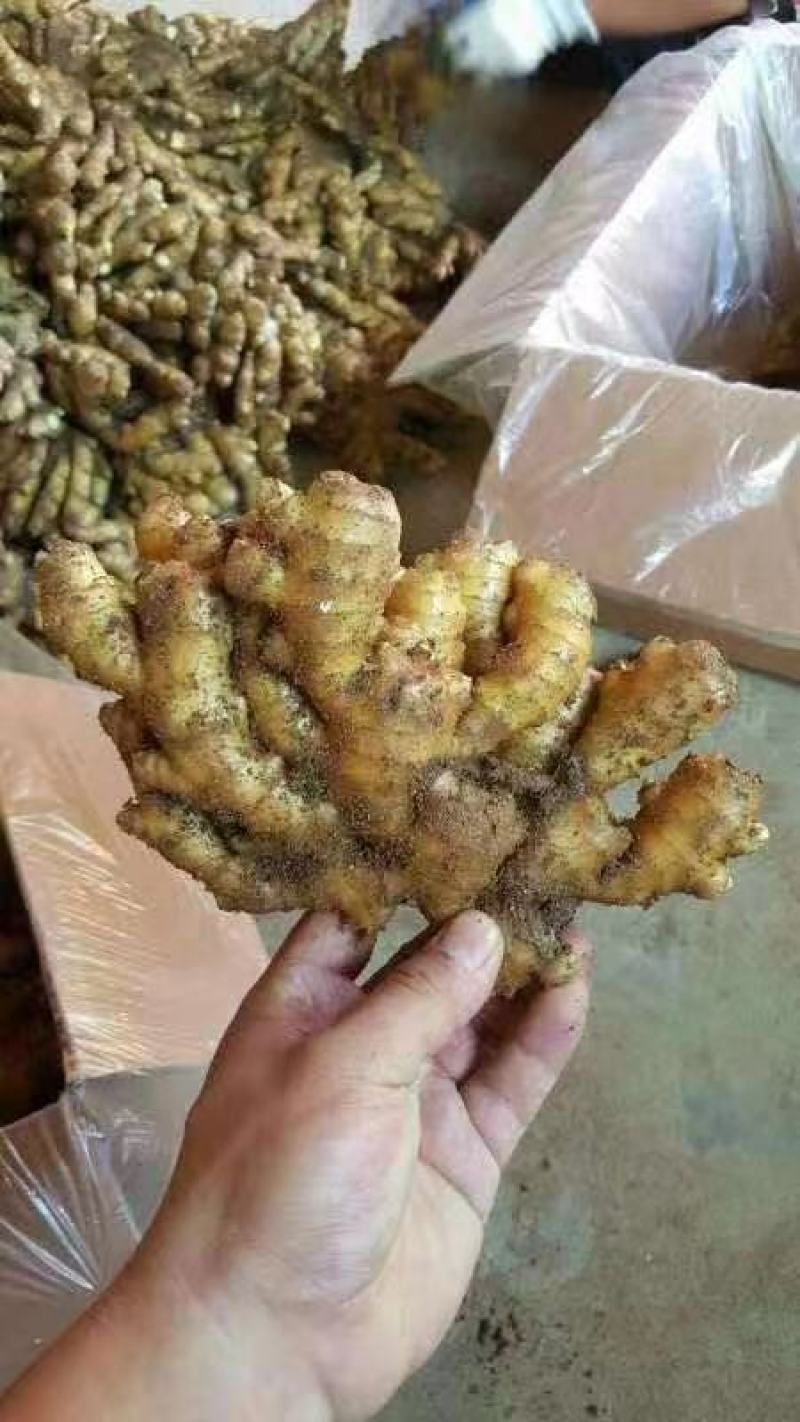 生姜精品小黄姜山东鲜姜产地批发价格美丽需要联系