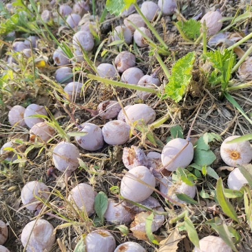 白果