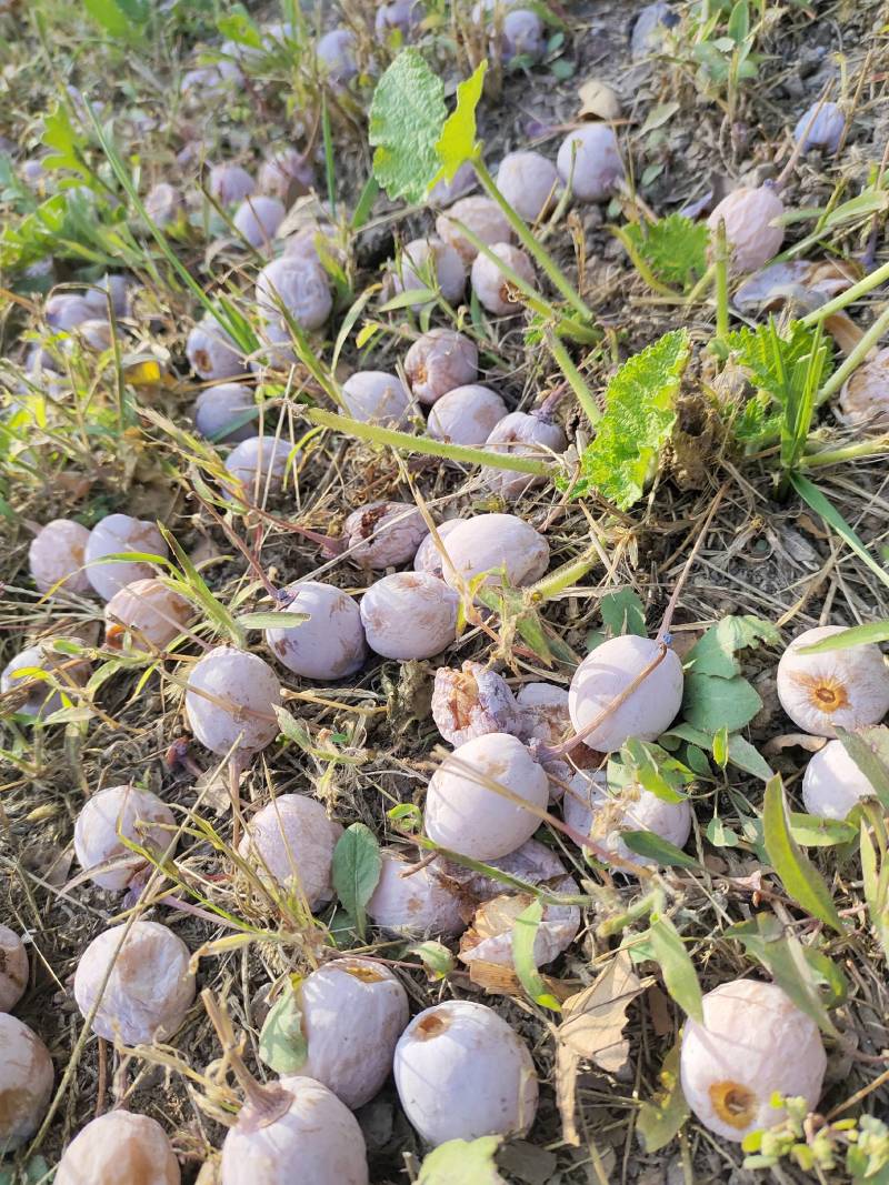 白果