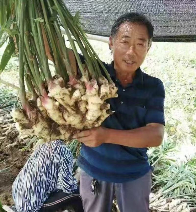 生姜精品小黄姜山东鲜姜产地批发价格美丽需要联系