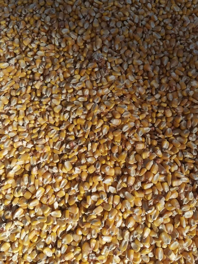 甘肃玉米精品饲料玉米粒黄玉米水份15以内常年大量供应