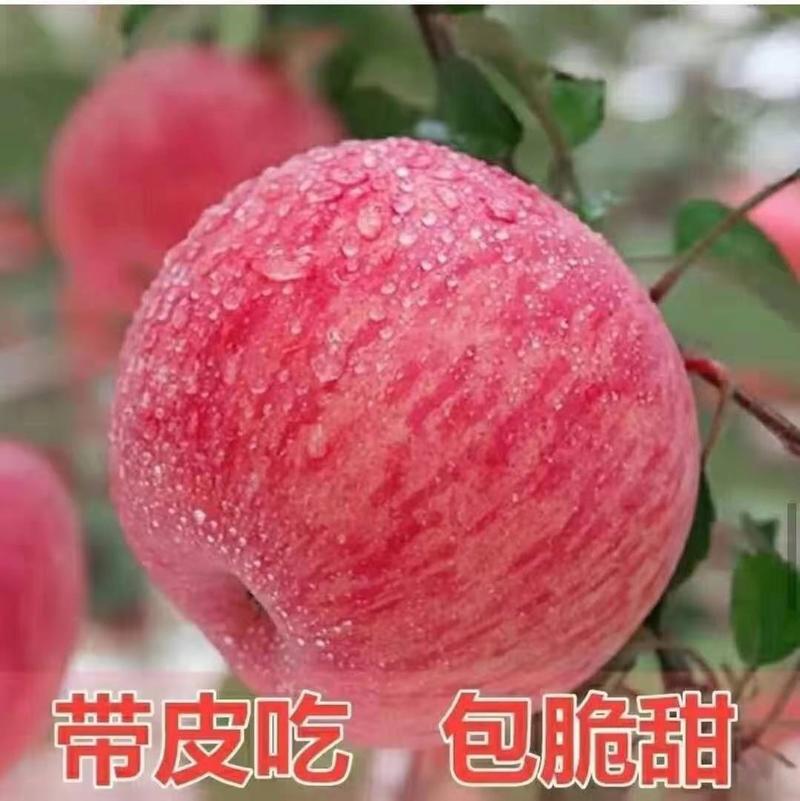 山东精品苹果临沂精品红富士苹果新鲜采摘现摘现发