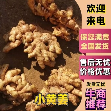 产地批发生姜临沂精品小黄姜大量供应现挖现发可水洗