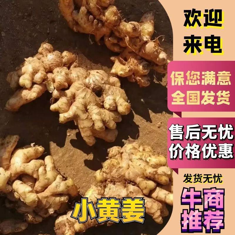 产地批发生姜临沂精品小黄姜大量供应现挖现发可水洗