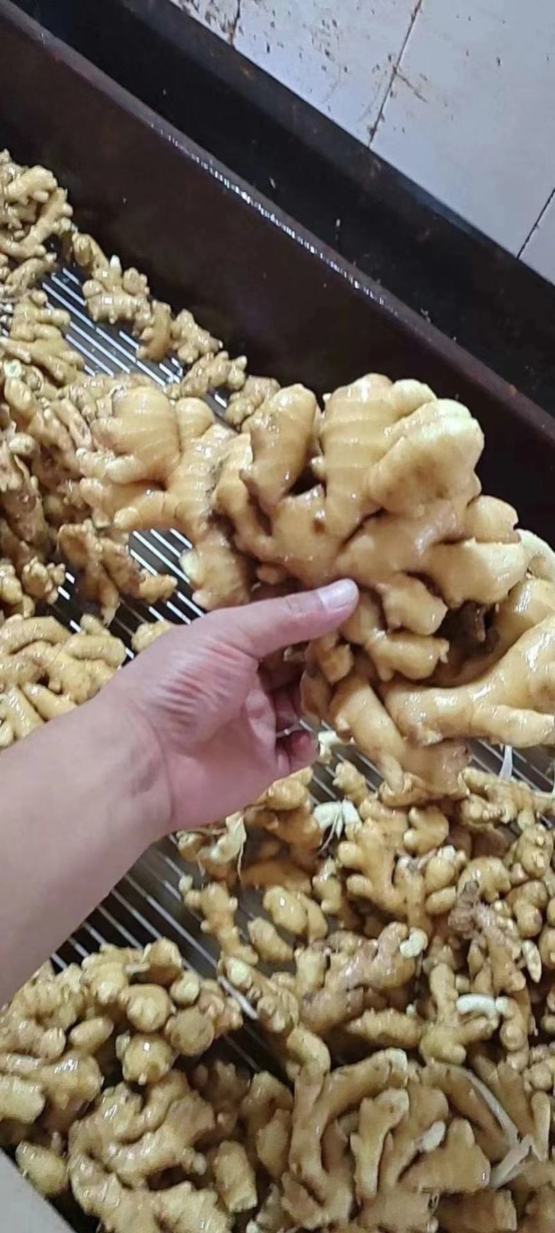 产地批发生姜临沂精品小黄姜大量供应现挖现发可水洗