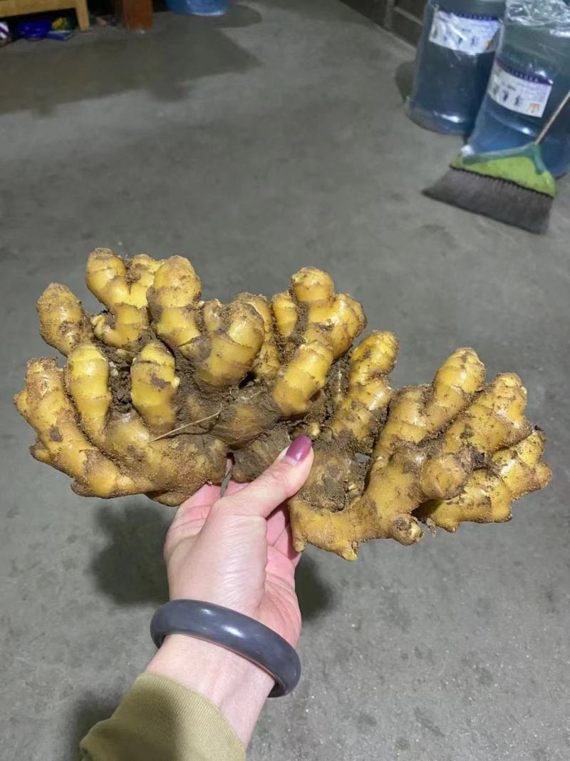 产地批发生姜临沂精品小黄姜大量供应现挖现发可水洗