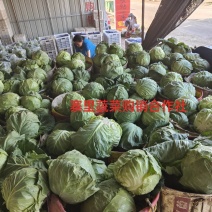 甘蓝