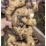 1产地批发大黄姜/小黄姜/生姜/老姜/风干姜/电商姜