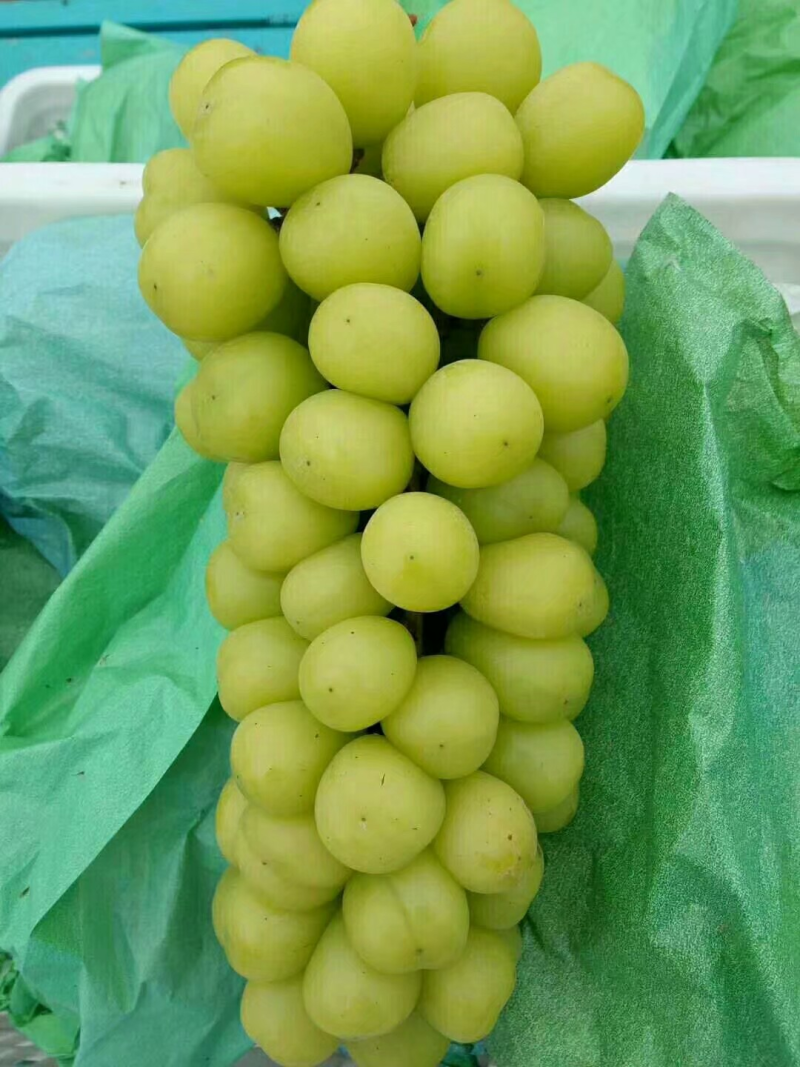 山东精品阳光玫瑰，一手货源，大量上市，品质保障，欢迎联系