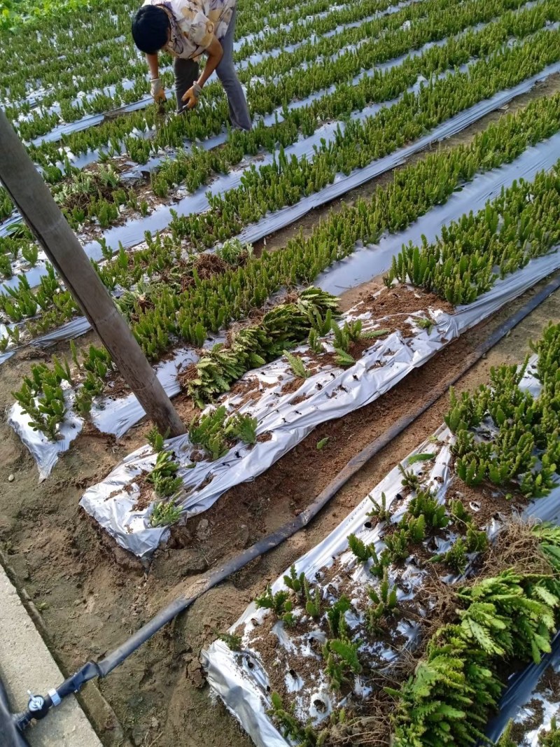 摆地摊多肉植物