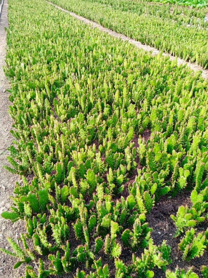 摆地摊多肉植物