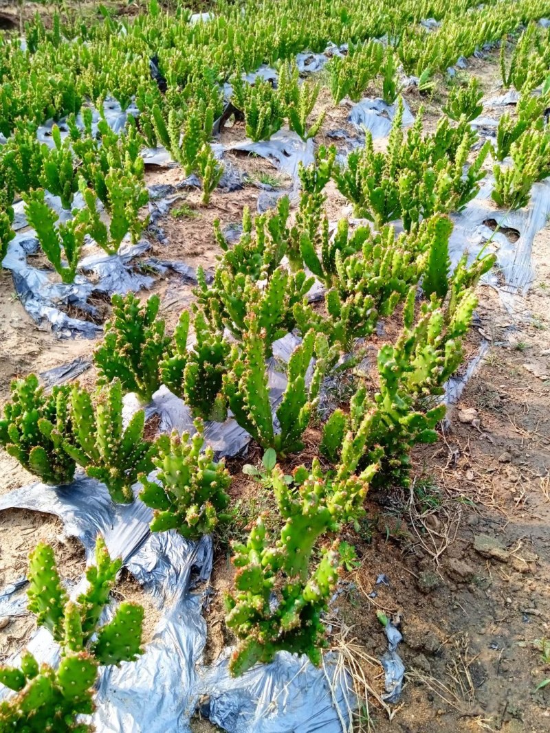 摆地摊多肉植物