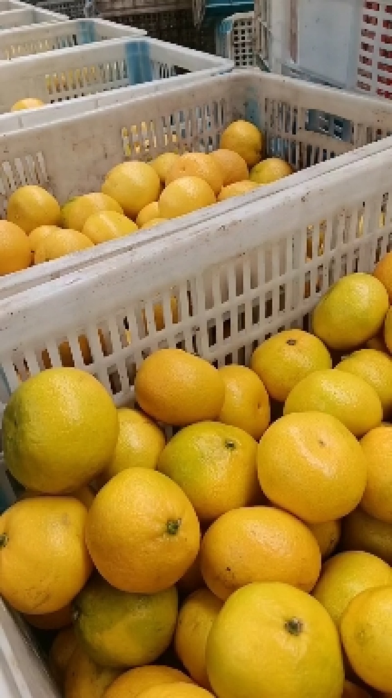 【推荐】湖北早熟蜜橘，产地直供货源稳定，适合电商市场