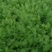 定州茴香大量上市，质量有保证，价格合理，色泽光亮，做工一