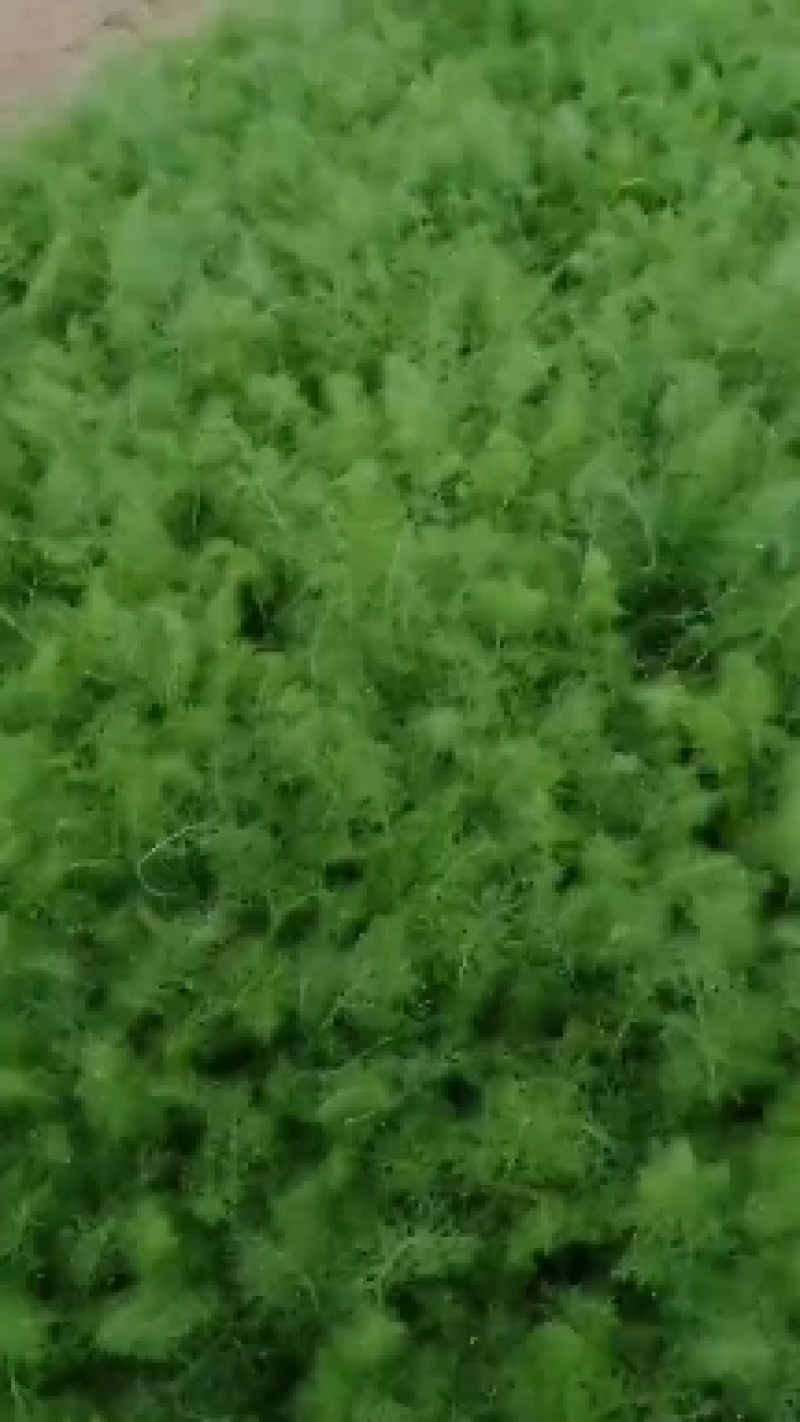 定州茴香大量上市，质量有保证，价格合理，色泽光亮，做工一