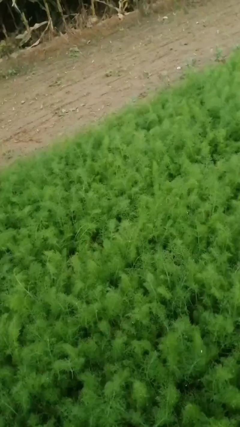 定州茴香大量上市，质量有保证，价格合理，色泽光亮，做工一