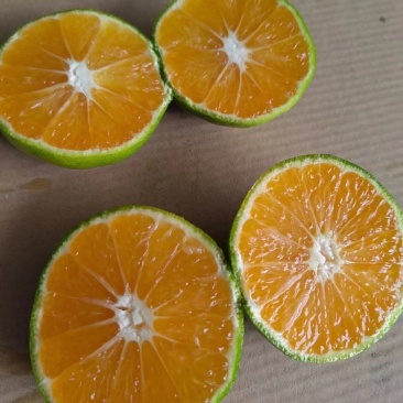 【重磅推荐】湖北蜜橘，早熟蜜橘大量上市，需要的老板电联