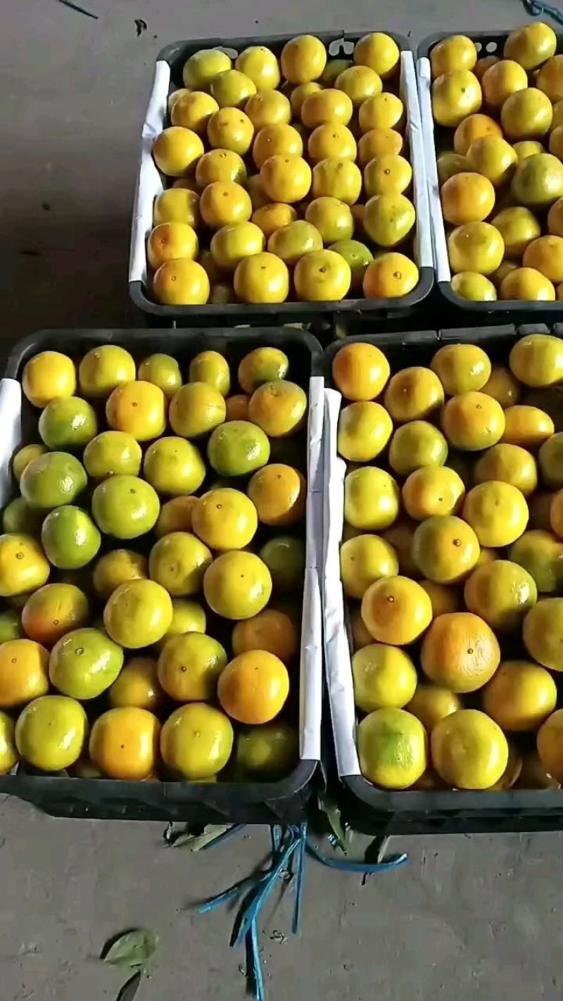 【重磅推荐】湖北蜜橘，早熟蜜橘大量上市，需要的老板电联