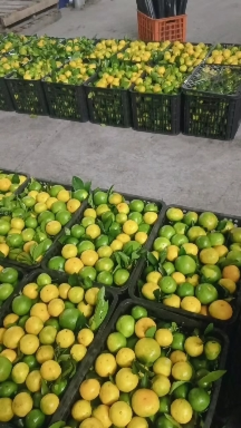 【重磅推荐】湖北蜜橘，早熟蜜橘大量上市，需要的老板电联