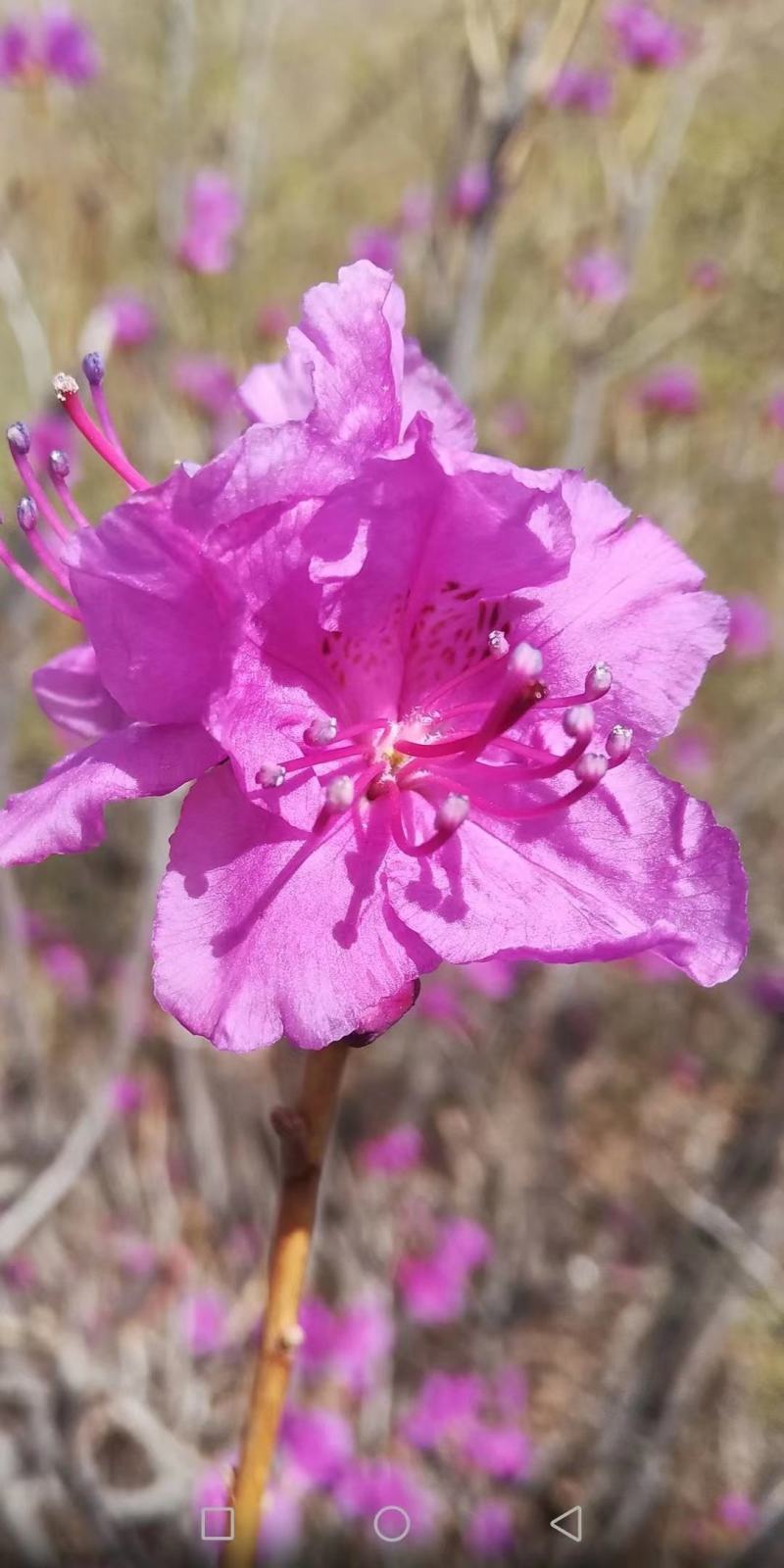 干枝杜鹃杜鹃花映山红干枝插花遇水开花产地直发