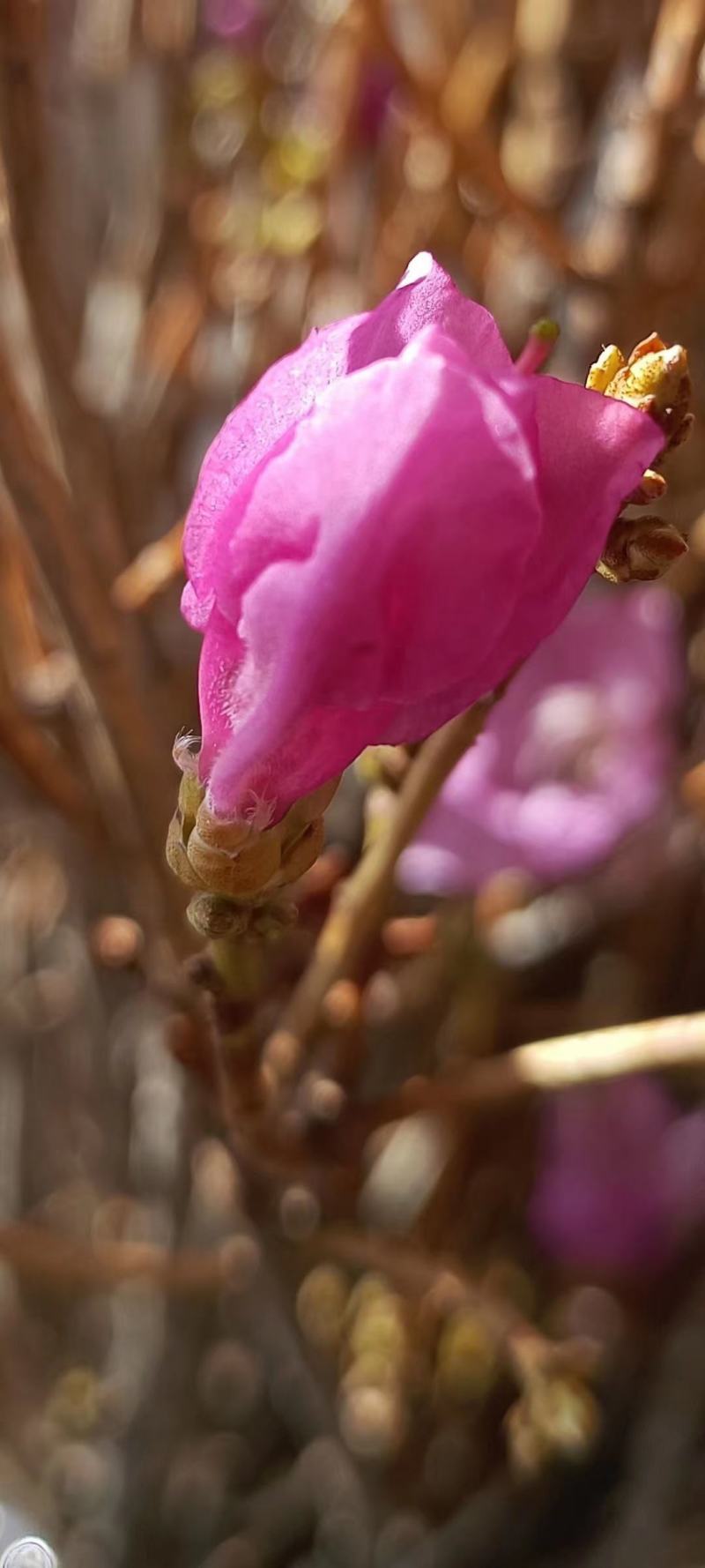 干枝杜鹃杜鹃花映山红干枝插花遇水开花产地直发