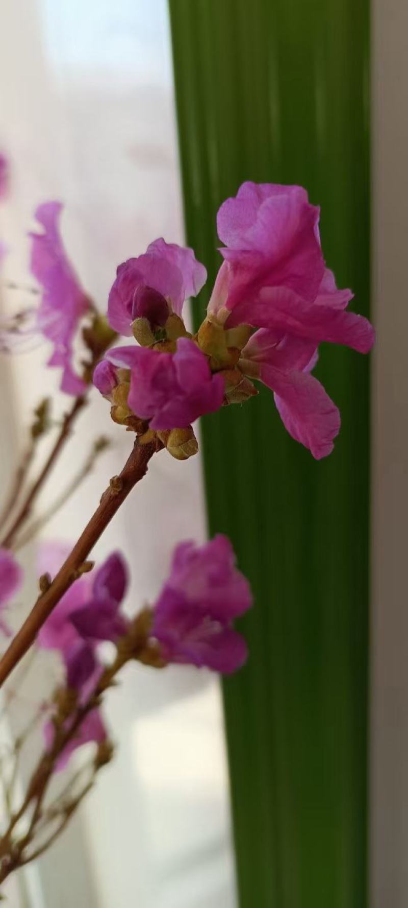 干枝杜鹃杜鹃花映山红干枝插花遇水开花产地直发