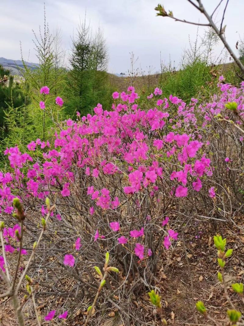 干枝杜鹃杜鹃花映山红干枝插花遇水开花产地直发