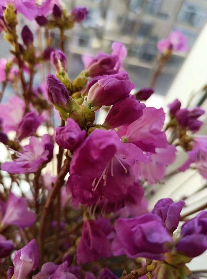 干枝杜鹃杜鹃花映山红干枝插花遇水开花产地直发