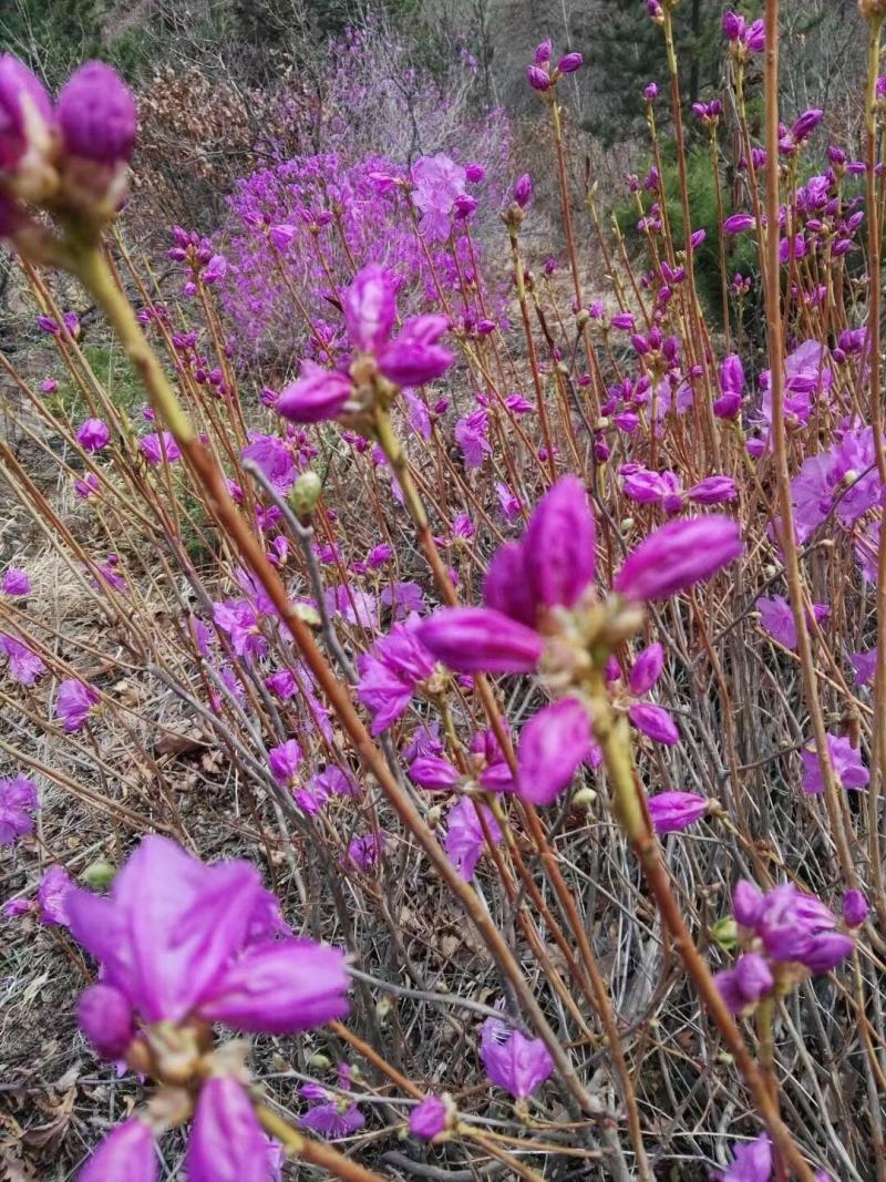 干枝杜鹃杜鹃花映山红干枝插花遇水开花产地直发