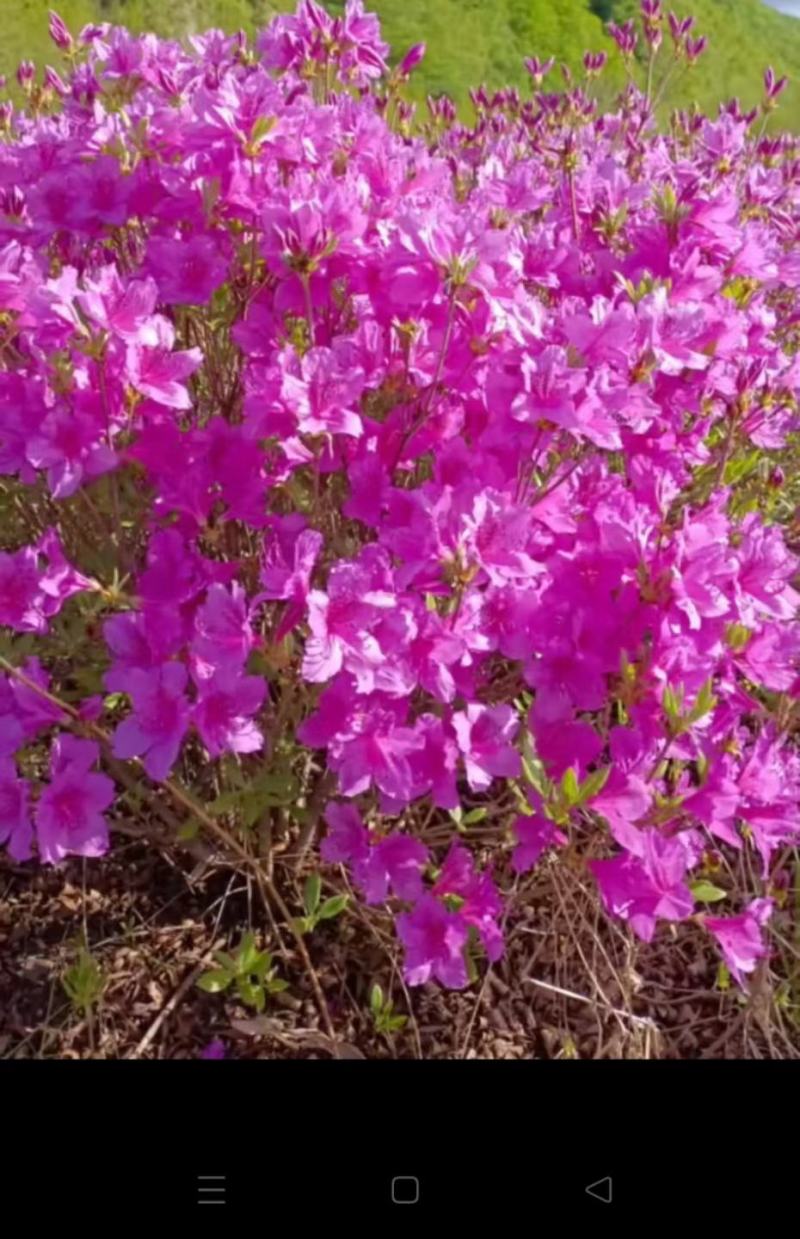 干枝杜鹃杜鹃花映山红干枝插花遇水开花产地直发